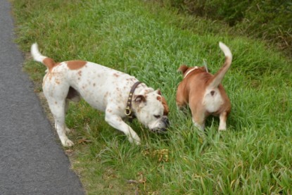 Continental Bulldogs Seeblickbulls Bilderalbum - Pickwick Ikon zu Besuch