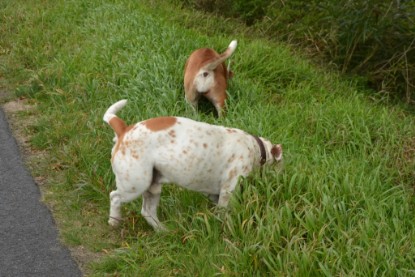 Continental Bulldogs Seeblickbulls Bilderalbum - Pickwick Ikon zu Besuch