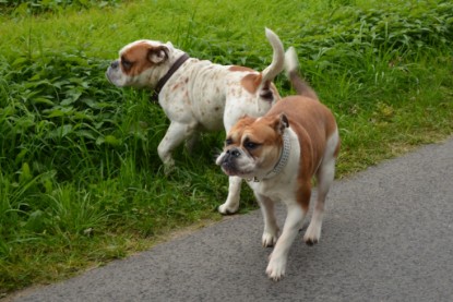 Continental Bulldogs Seeblickbulls Bilderalbum - Pickwick Ikon zu Besuch