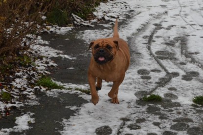 Continental Bulldogs Seeblickbulls Bilderalbum - Winter im Garten