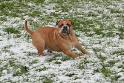 Continental Bulldogs Seeblickbulls Bilderalbum - Winter im Garten