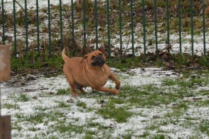 Continental Bulldogs Seeblickbulls Bilderalbum - Winter im Garten