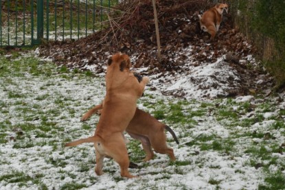 Continental Bulldogs Seeblickbulls Bilderalbum - Winter im Garten