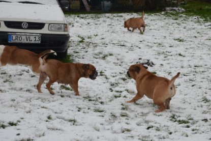 Continental Bulldogs Seeblickbulls Bilderalbum - Winter im Garten