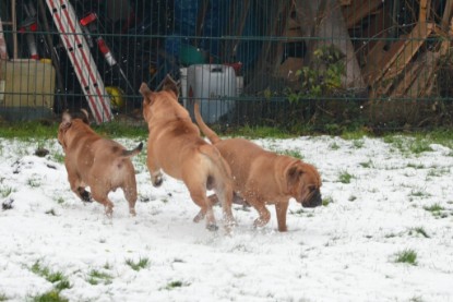 Continental Bulldogs Seeblickbulls Bilderalbum - Winter im Garten