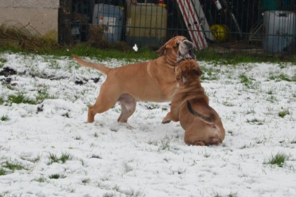 Continental Bulldogs Seeblickbulls Bilderalbum - Winter im Garten