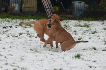 Continental Bulldogs Seeblickbulls Bilderalbum - Winter im Garten