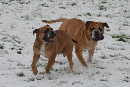 Continental Bulldogs Seeblickbulls Bilderalbum - Winter im Garten