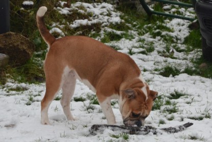 Continental Bulldogs Seeblickbulls Bilderalbum - Winter im Garten