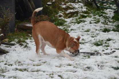 Continental Bulldogs Seeblickbulls Bilderalbum - Winter im Garten