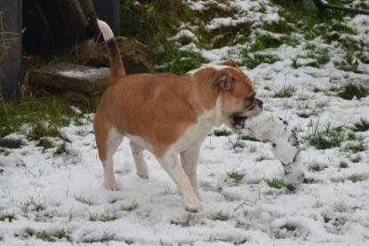 Continental Bulldogs Seeblickbulls Bilderalbum - Winter im Garten