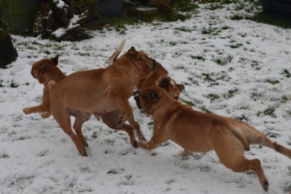 Continental Bulldogs Seeblickbulls Bilderalbum - Winter im Garten