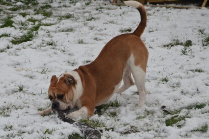 Continental Bulldogs Seeblickbulls Bilderalbum - Winter im Garten