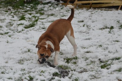 Continental Bulldogs Seeblickbulls Bilderalbum - Winter im Garten