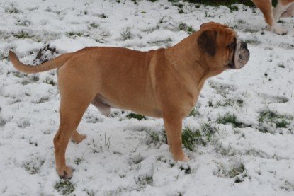 Continental Bulldogs Seeblickbulls Bilderalbum - Winter im Garten