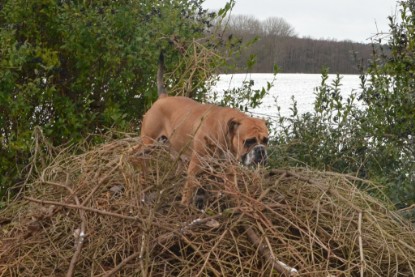 Continental Bulldogs Seeblickbulls Bilderalbum - Winter im Garten