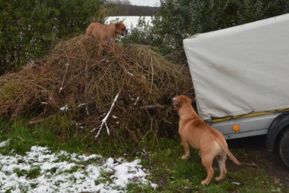 Continental Bulldogs Seeblickbulls Bilderalbum - Winter im Garten