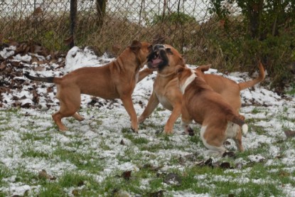 Continental Bulldogs Seeblickbulls Bilderalbum - Winter im Garten