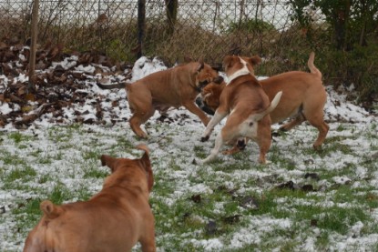 Continental Bulldogs Seeblickbulls Bilderalbum - Winter im Garten