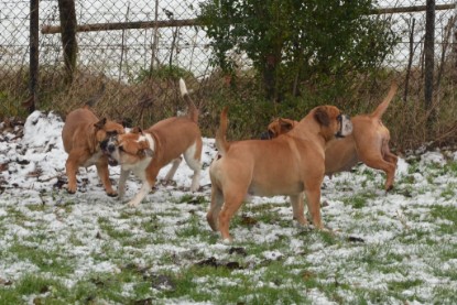 Continental Bulldogs Seeblickbulls Bilderalbum - Winter im Garten