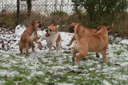 Continental Bulldogs Seeblickbulls Bilderalbum - Winter im Garten