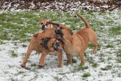 Continental Bulldogs Seeblickbulls Bilderalbum - Winter im Garten