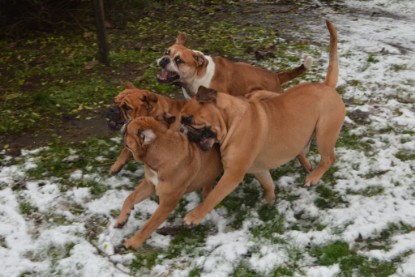 Continental Bulldogs Seeblickbulls Bilderalbum - Winter im Garten