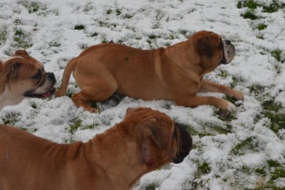 Continental Bulldogs Seeblickbulls Bilderalbum - Winter im Garten