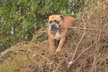 Continental Bulldogs Seeblickbulls Bilderalbum - Winter im Garten