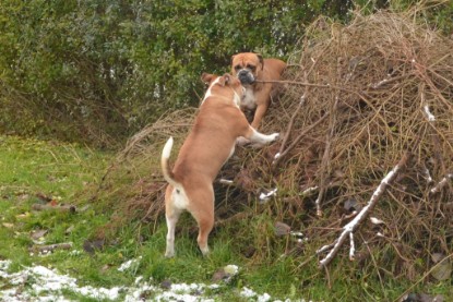 Continental Bulldogs Seeblickbulls Bilderalbum - Winter im Garten