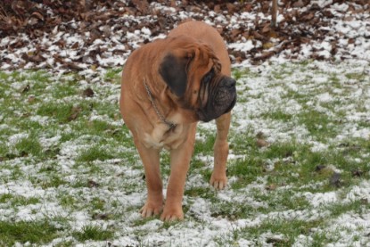 Continental Bulldogs Seeblickbulls Bilderalbum - Winter im Garten