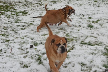 Continental Bulldogs Seeblickbulls Bilderalbum - Winter im Garten