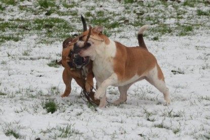 Continental Bulldogs Seeblickbulls Bilderalbum - Winter im Garten