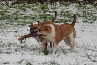 Continental Bulldogs Seeblickbulls Bilderalbum - Winter im Garten