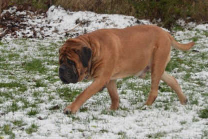 Continental Bulldogs Seeblickbulls Bilderalbum - Winter im Garten