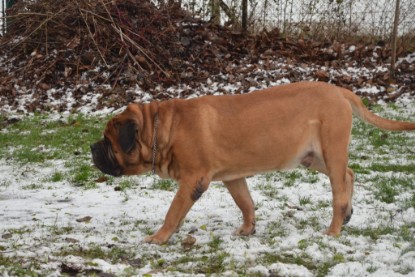 Continental Bulldogs Seeblickbulls Bilderalbum - Winter im Garten