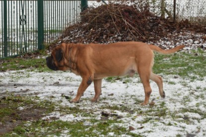 Continental Bulldogs Seeblickbulls Bilderalbum - Winter im Garten