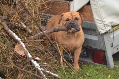 Continental Bulldogs Seeblickbulls Bilderalbum - Winter im Garten