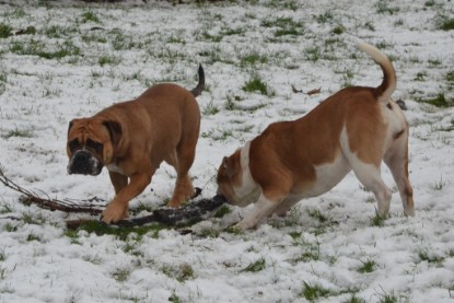 Continental Bulldogs Seeblickbulls Bilderalbum - Winter im Garten