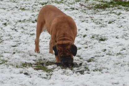 Continental Bulldogs Seeblickbulls Bilderalbum - Winter im Garten