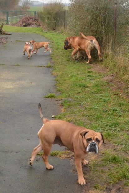 Continental Bulldogs Seeblickbulls Bilderalbum - 18. Januar 2014