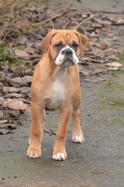 Continental Bulldogs Seeblickbulls Bilderalbum - 18. Januar 2014