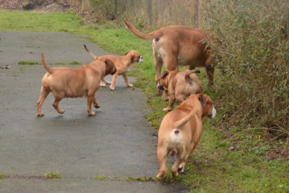 Continental Bulldogs Seeblickbulls Bilderalbum - 18. Januar 2014