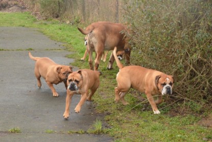 Continental Bulldogs Seeblickbulls Bilderalbum - 18. Januar 2014