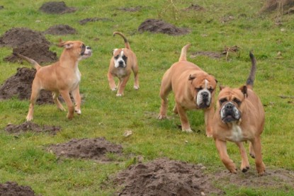 Continental Bulldogs Seeblickbulls Bilderalbum - 18. Januar 2014