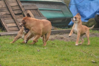 Continental Bulldogs Seeblickbulls Bilderalbum - 18. Januar 2014