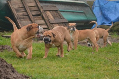 Continental Bulldogs Seeblickbulls Bilderalbum - 18. Januar 2014