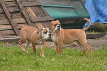 Continental Bulldogs Seeblickbulls Bilderalbum - 18. Januar 2014