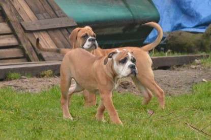 Continental Bulldogs Seeblickbulls Bilderalbum - 18. Januar 2014