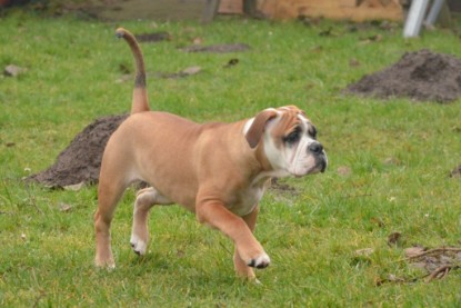 Continental Bulldogs Seeblickbulls Bilderalbum - 18. Januar 2014